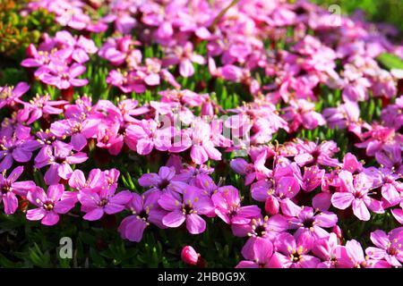 Campagna vicino Hvitarnes capanna Foto Stock