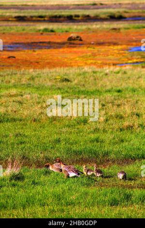 Campagna vicino Hvitarnes capanna Foto Stock