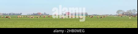 Mucche Jersey pascolo nel pascolo, tranquillo e soleggiato nel paesaggio Frisiano olandese di terra piatta con un cielo blu e un orizzonte dritto, ampio panoramico Foto Stock