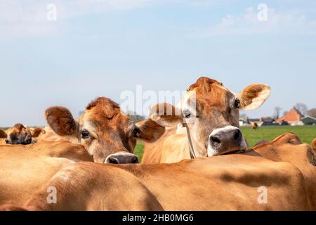 Teste del naso delle mucche del Jersey che guardano sopra la parte posteriore di un'altra mucca, naso nero vicino in su Foto Stock