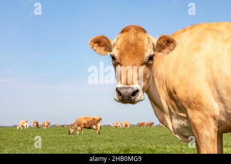 Colpo di testa della mucca del Jersey che osserva innocente in un pascolo verde con in de background una mandria e l'orizzonte. Foto Stock