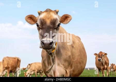 Cute Jersey testa di vacca che osserva innocente in un pascolo verde con in de sfondo una mandria e l'orizzonte. Foto Stock