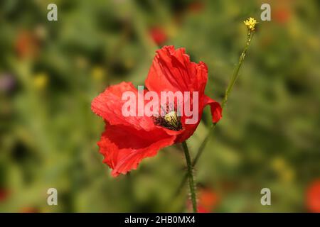 Bellissimo fiore singolo rosso Poppy in fiore con piante verdi e lavanda sullo sfondo. Foto Stock