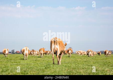 Le mucche Jersey camminano, viste da dietro, una passeggiata di mandria verso l'orizzonte, con un cielo blu e morbido con alcune nuvole bianche. Foto Stock