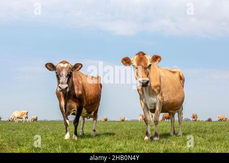 Due mucche Jersey, più mucche sullo sfondo, in piedi in un pascolo sotto un cielo azzurro pallido e un orizzonte dritto. Foto Stock