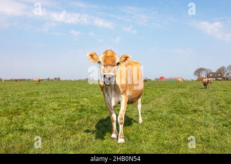 Mucca Jersey, naso nero e viso tranquillo, mucche sullo sfondo, in piedi in un campo sotto un cielo azzurro pallido e un orizzonte dritto Foto Stock