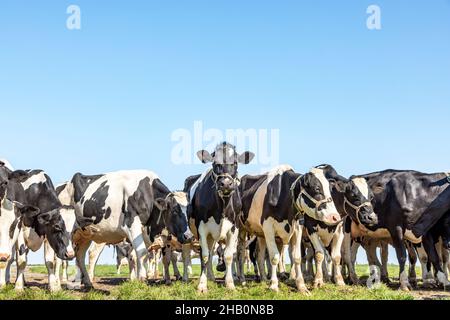 Gruppo di mucche insieme riunirsi in un campo, felice e gioioso e un cielo blu, mucche in una fila accanto l'uno all'altro in un prato verde Foto Stock