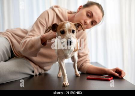 Donna che accarezzano il cane a tre zampe jack russell terrier chiamata sul suo smartphone a casa Foto Stock