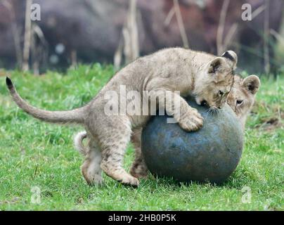 16 dicembre 2021, Renania Settentrionale-Vestfalia, Gelsenkirchen: Due dei tre cubetti di leone di circa due mesi di età Jamila, Kumani e Malaika si aggirano per la prima volta nella recinzione all'aperto dello zoo. Se i cubs si allontanano troppo, madre Fiona li chiama indietro con un ruggito. Foto: Roland Weihrauch/dpa Foto Stock