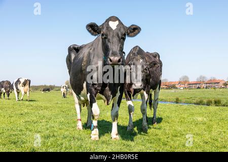 Due vacche bianche e nere, frisone holstein, in piedi in un campo sotto un cielo blu e un orizzonte dritto. Foto Stock