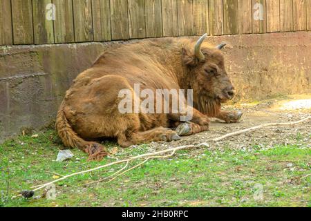 Vista ravvicinata del bufalo europeo adulto d'Europa o del pascolo in erba. Famiglia di bisonti bonasus. Anche conosciuto come bisonte europeo del legno. Foto Stock