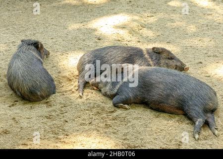 Cinghiali Peccari Collared che dormono, Dicotyles tajacu specie d'Europa ed Eurasia. Foto Stock