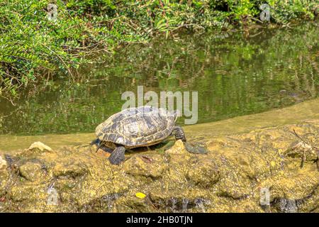 Tartaruga slider dalle orecchie rosse che si crogiola in un pons, Trachemys scripta elegans della famiglia Emydidae. Adulti della tartaruga animale domestico comune negli Stati Uniti. Nativo a. Foto Stock