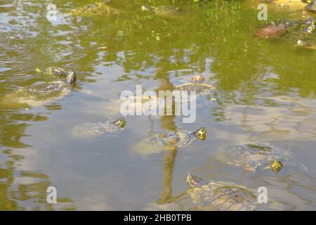 Nuoto tartaruga cursore dalle orecchie rosse in un laghetto, Trachemys scripta elegans della famiglia Emydidae. Adulti di tartaruga popolare animale domestico negli Stati Uniti. Nativo a. Foto Stock