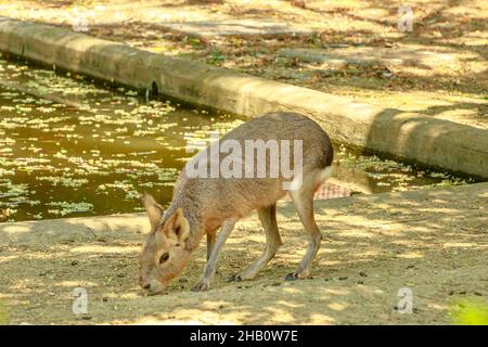 Mara Patagoniana che pascola sul terreno. Dolichotis patagonum specie. Roditore simile a coniglio che vive in Sud America: Argentina e Patagonia. Foto Stock