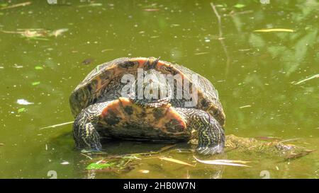 Tartaruga a cursore dalle orecchie rosse che nuota in un laghetto, Trachemys scripta elegans della famiglia Emydidae. Adulti di tartaruga popolare animale domestico negli Stati Uniti. Nativo a. Foto Stock