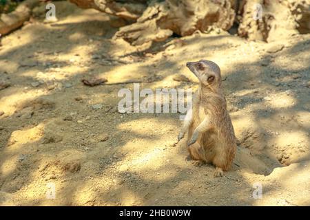 primo piano su una folla di meerkats o suricati dormire insieme. Specie Suricata suricatta della famiglia Herpestidae, genere Suricata. Vivere in Foto Stock