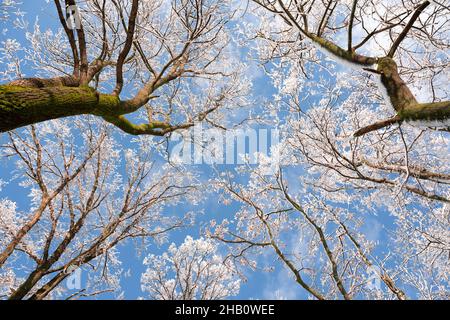 Vista dal basso su alberi innevati d'inverno nel cielo blu. Rametti di gelata con rametti di hoarfrost in una giornata di sole. Fotografia di paesaggio Foto Stock