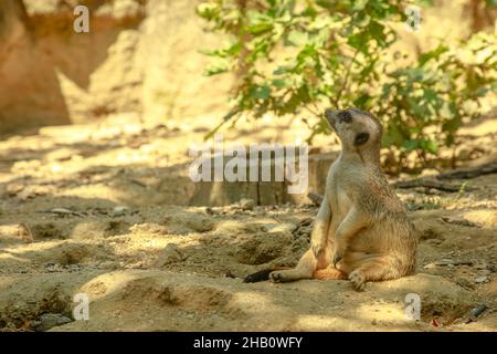 Meerkat. Suricata specie suricatta della famiglia delle maniche Herpestidae. Vivere in Sud Africa. Suricate testa da vicino. Foto Stock