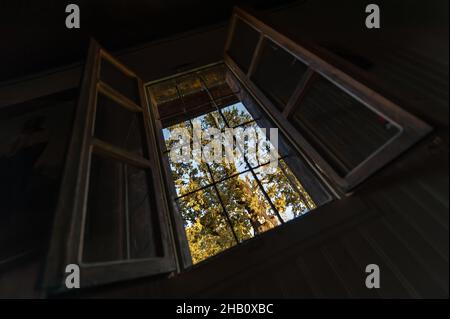 Vista interna attraverso una finestra di legno grunge aperta di una grande e bella quercia nel cortile Foto Stock
