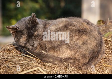 Particolare di gatto carino dorme sul fieno. Gattino dormiente nella paglia Foto Stock