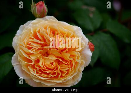 David Austin Rosa 'Roald Dahl' Rosa, di colore albicocca, coltivata nel Giardino delle Rose al Castello di Lowther, al Parco Nazionale del Distretto dei Laghi, Cumbria, Inghilterra. Foto Stock
