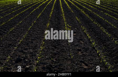 File di piante di mais verdi e illuminate al sole su un terreno fertile. Foto Stock