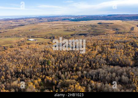 Volando sopra di baldacchino di foresta di albero di betulla. Vista aerea del drone Foto Stock