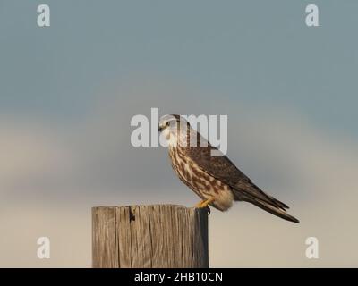 Questo piccolo falco è residente sulle Ebridi esterne dove può cacciare dovunque, là è machair, brughiera, pascolo e paludi e pochissime persone. Foto Stock