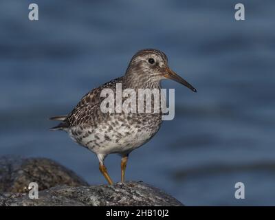 Il sandpiper viola si alimenta su rocce e spiagge sabbiose. Nelle rocce si sonda per cibo, si nutrono anche in alghe dove c'è abbondante vita di insetti. Foto Stock