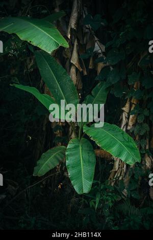 Foglie di banana verde selvaggio nella foresta scura Foto Stock