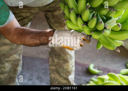 Industria della banana. Uomo in guanti da lavoro specie di banane verdi. Preparazione di banane per il commercio all'ingrosso.. Vista laterale. Foto Stock