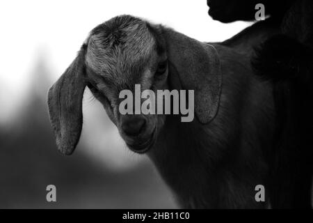 Faccia il primo piano su di una capra bella del bambino Foto Stock