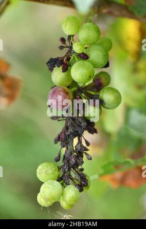 Mazzo di uve Pinot Nero affette da muffa in un vigneto di Champagne, il 21 agosto 2021 Foto Stock