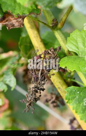 Mazzo di uve Pinot Nero affette da muffa in un vigneto di Champagne, il 21 agosto 2021 Foto Stock