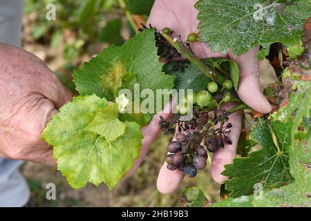 Mazzo di uve Pinot Nero affette da muffa in un vigneto di Champagne, il 21 agosto 2021 Foto Stock