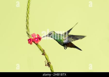 Verde brillante e brillante colibrì in rame, tobaci Amazilia, che si nutrono su un unico fiore rosa Vervain isolato su sfondo giallo. Foto Stock