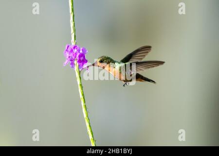 Secondo uccello più piccolo del mondo, la Coquette Tufted, Lophornis Ornatus nutrendo su un fiore viola Vervain in ricca illuminazione. Foto Stock