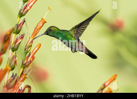 Scintillante colibrì di rame, tobaci Amazilia, volando nel mezzo di un cespuglio di Sanchezia con fiori arancioni che guardano la macchina fotografica. Foto Stock