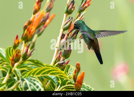 Scintillante colibrì di rame, tobaci Amazilia, volando nel mezzo di un cespuglio di Sanchezia con fiori arancioni che guardano la macchina fotografica. Foto Stock