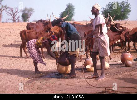 Vita nella regione del Sahel, nel nord della Nigeria, nell'Africa occidentale, all'inizio del 1980s - approvvigionamento idrico e bestiame Foto Stock