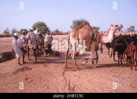 Vita nella regione Sahel della Nigeria settentrionale, Africa occidentale, all'inizio del 1980s - uomini che attingono acqua da un pozzo Foto Stock