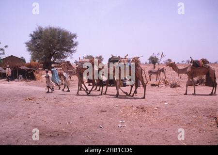 Vita nella regione Sahel della Nigeria settentrionale, Africa occidentale, all'inizio del 1980s - cammelli che sono condotti in un villaggio Foto Stock