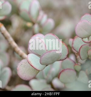 Crassula arborescens aka giada d'argento pianta succulente foglie macro naturale sfondo floreale Foto Stock