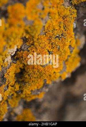 Giallo brillante arancio Calolacca marina aka Orange Sea Lichen sulla roccia, recenti piogge hanno ravvivato il corpo vegetativo, macro sfondo naturale Foto Stock