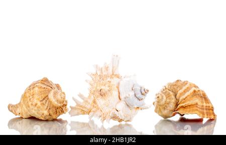 Tre conchiglie, primo piano, isolate su bianco. Foto Stock