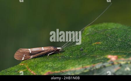 Athripsodes albifrons Caddisfly a riposo su foglia di quercia. Tipperary, Irlanda Foto Stock