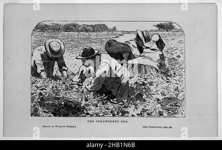 Il letto di Strawberry, Winslow Homer, americano, 1836-1910, incisione di legno, 1868, immagine: 3 3/4 x 6 pollici, 9,5 x 15,2 cm Foto Stock