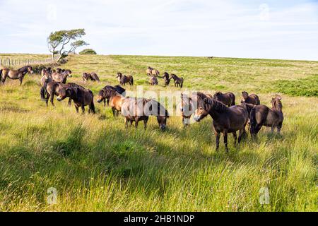 Un gregge di pony di Exmoor sulla brughiera del Parco Nazionale di Exmoor vicino a Lucott Cross, Somerset UK Foto Stock