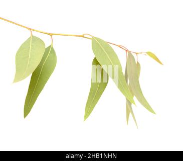 Flora di Gran Canaria - Eucalyptus camaldulensis, specie introdotta, isolato su sfondo bianco Foto Stock